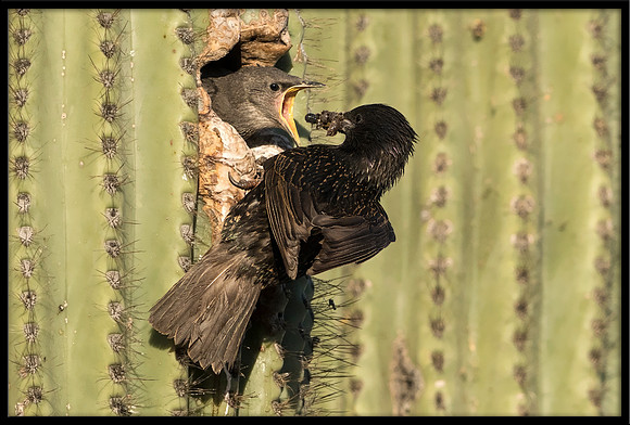 European Starling Chick Feeding Time