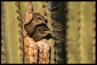 European Starling Chick Feeding Time