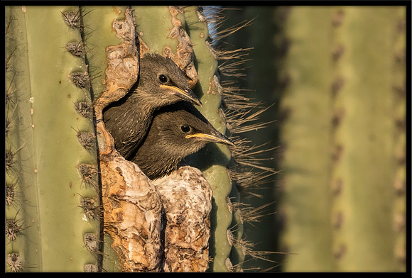 European Starling Chick Feeding Time