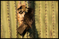 European Starling Chick Feeding Time