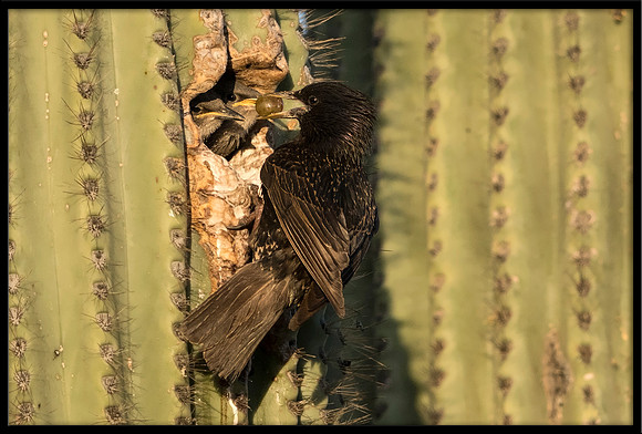 European Starling Chick Feeding Time