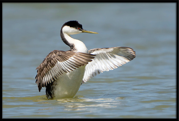 Western Grebe