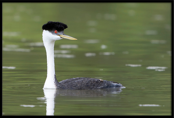 Western Grebe