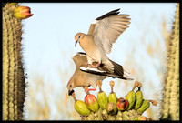White-wing Doves