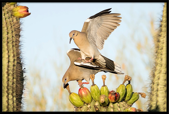 Wing-walker: White-winged Doves