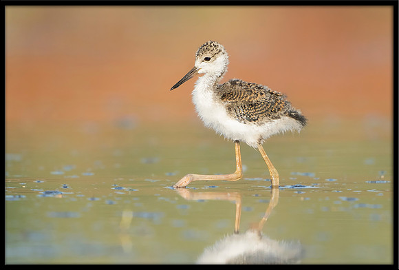 Black-necked Stilt Chick, 6/15/2020
