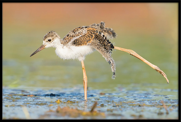 Black-necked Stilt Chick, 6/15/2020
