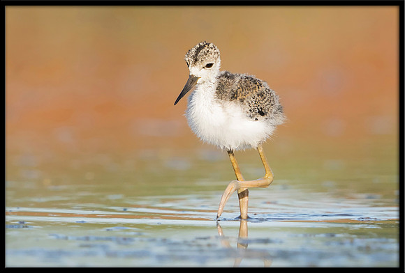 Black-necked Stilt Chick, 6/15/2020