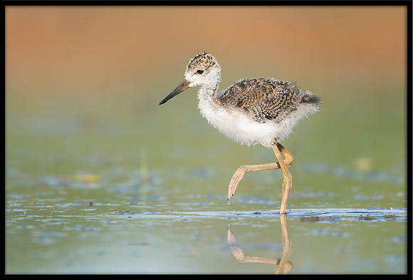 Black-necked Stilt Chick, 6/15/2020