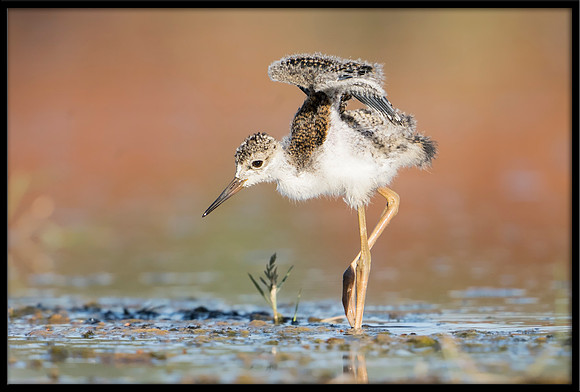 Black-necked Stilt Chick, 6/15/2020