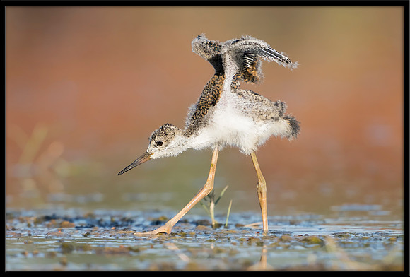 Black-necked Stilt Chick, 6/15/2020