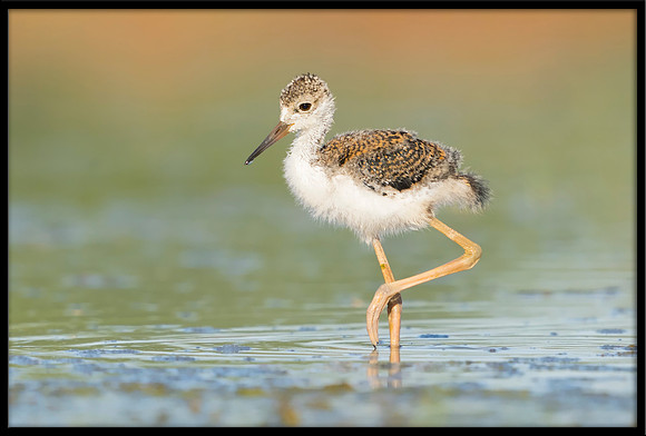 Black-necked Stilt Chick, 6/15/2020