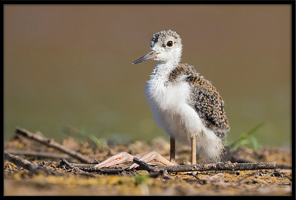 Black-necked Stilt Chick, 6/15/2020