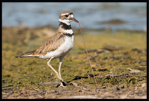 Killdeer With Worm
