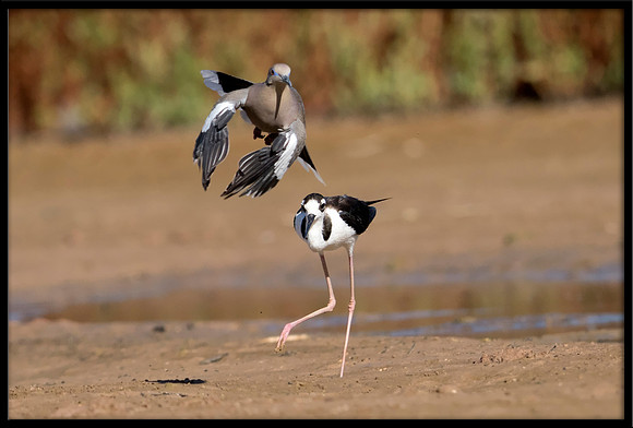 Black-necked Stilt Chasing Away Dove, 6/20/2020