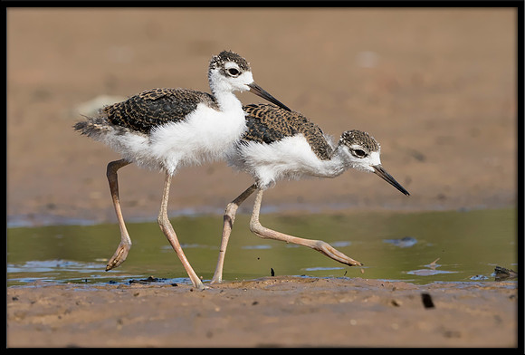 Black-necked Stilt Chick, 6/20/2020