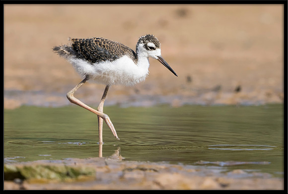 Black-necked Stilt Chick, 6/20/2020