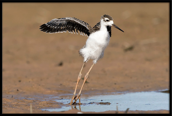 Black-necked Stilt Chick, 6/20/2020