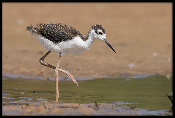 Black-necked Stilt Chick, 6/20/2020