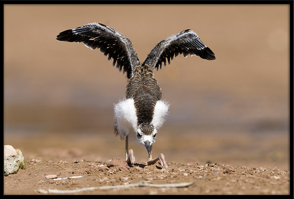 Black-necked Stilt Chick, 6/20/2020
