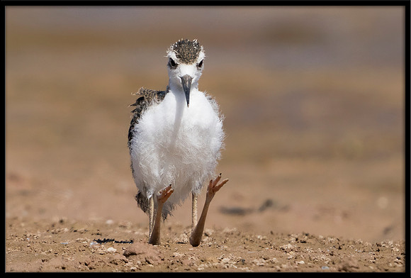 Black-necked Stilt Chick, 6/20/2020