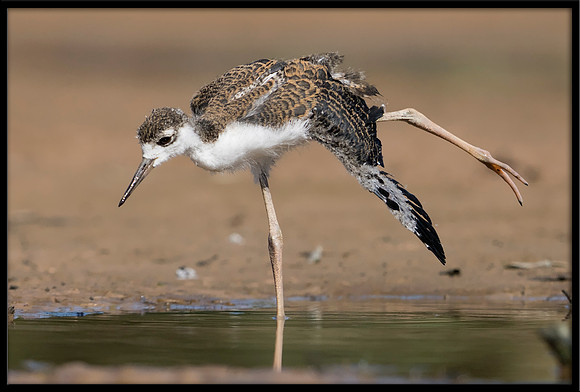Black-necked Stilt Chick, 6/20/2020