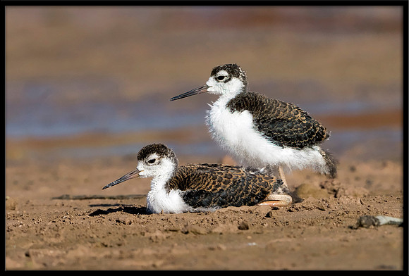 Black-necked Stilt Chick, 6/20/2020