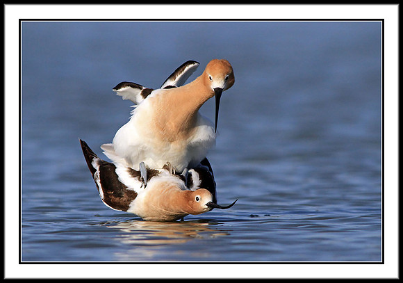 Avocets mating
