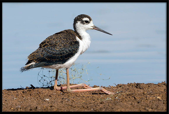 Black-necked Stilt Chick, 6/25/2020