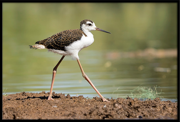 Black-necked Stilt Chick, 6/25/2020