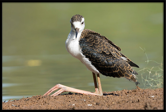 Black-necked Stilt Chick, 6/25/2020