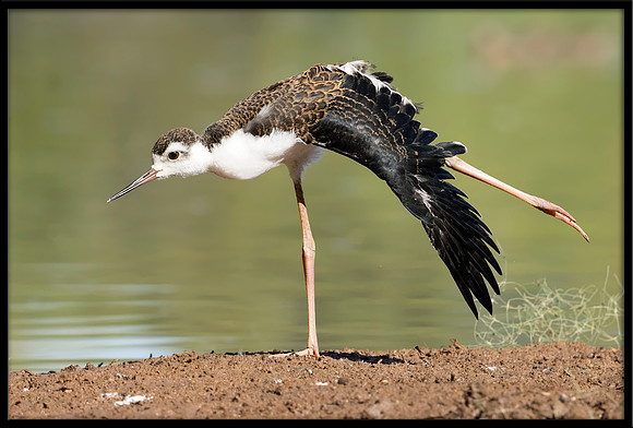 Black-necked Stilt Chick (Teenager), 6/25/2020