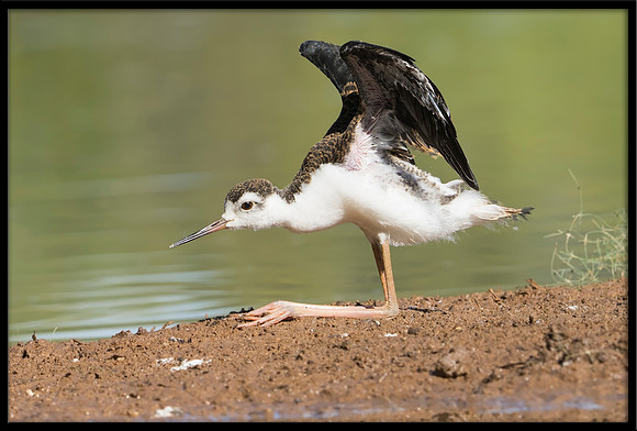 Black-necked Stilt Chick, 6/25/2020