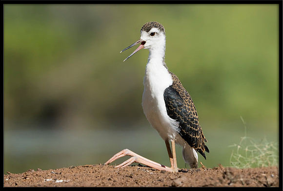 Black-necked Stilt Chick, 6/25/2020
