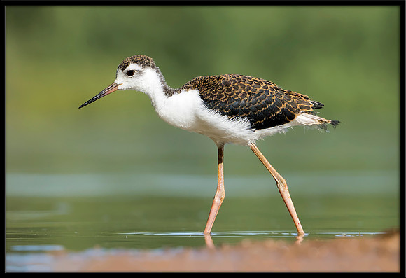 Black-necked Stilt Chick, 6/25/2020