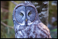 Great Grey Owl