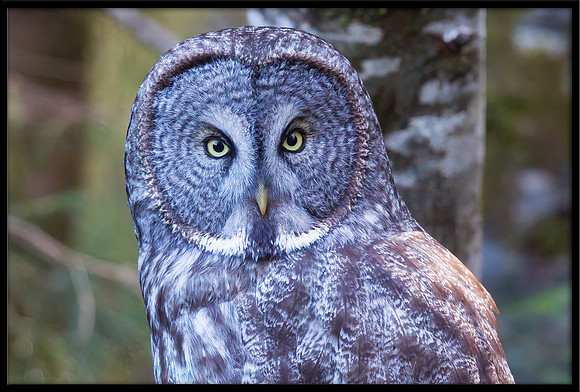 Great Grey Owl