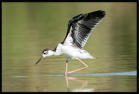 Black-necked Stilt Chick, 6/30/2020