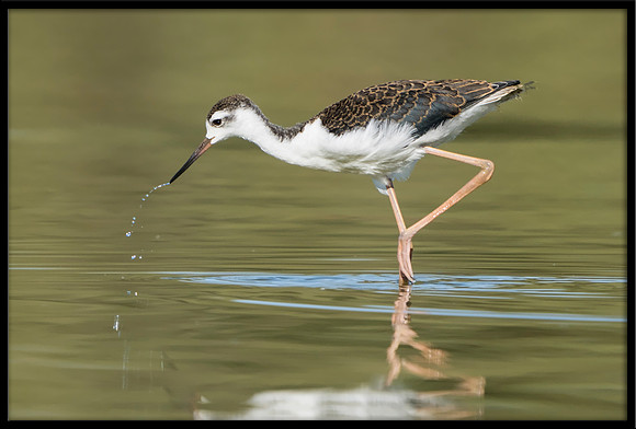 Black-necked Stilt Chick, 6/30/2020
