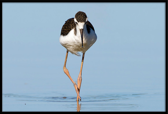 Black-necked Stilt Chick, 6/30/2020