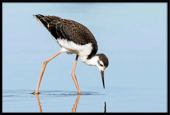 Black-necked Stilt Chick, 6/30/2020
