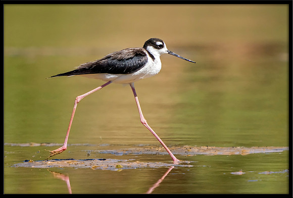 Black-necked Stilt