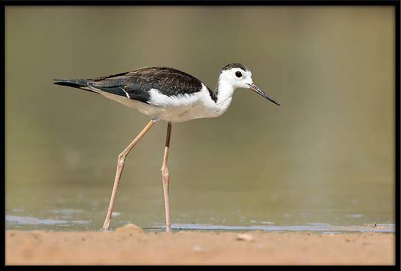 Black-necked Stilt Chick, 7/4/2020