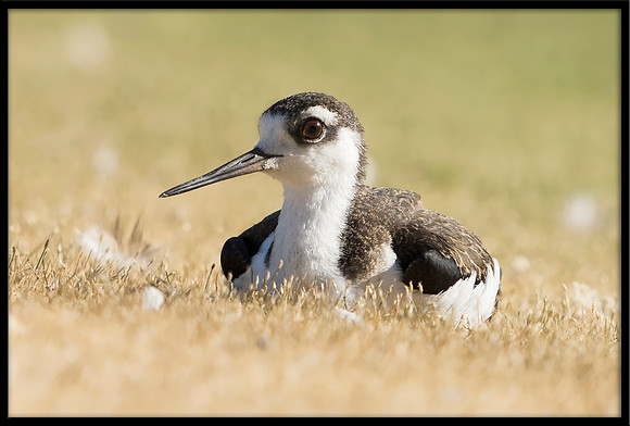 Black-necked Stilt Chick, 7/4/2020