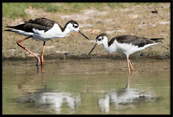 Black-necked Stilt Chick, 7/4/2020