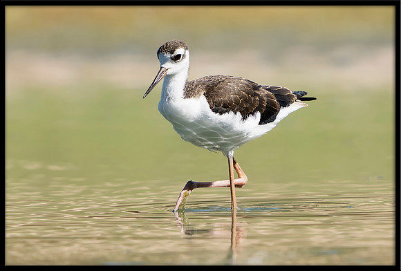 Black-necked Stilt Chick, 7/4/2020