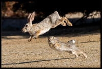 Desert Cottontails