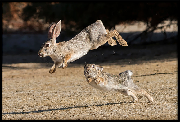 Desert Cottontails