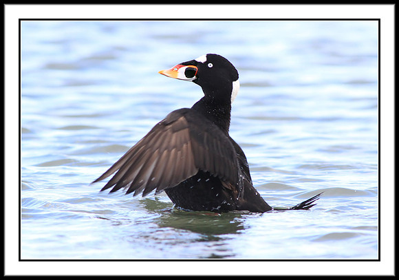 Surf Scoter