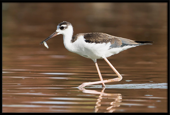 Black-necked Stilt Chick, 7/12/2020